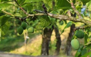 IMG_20250618_182939(1)